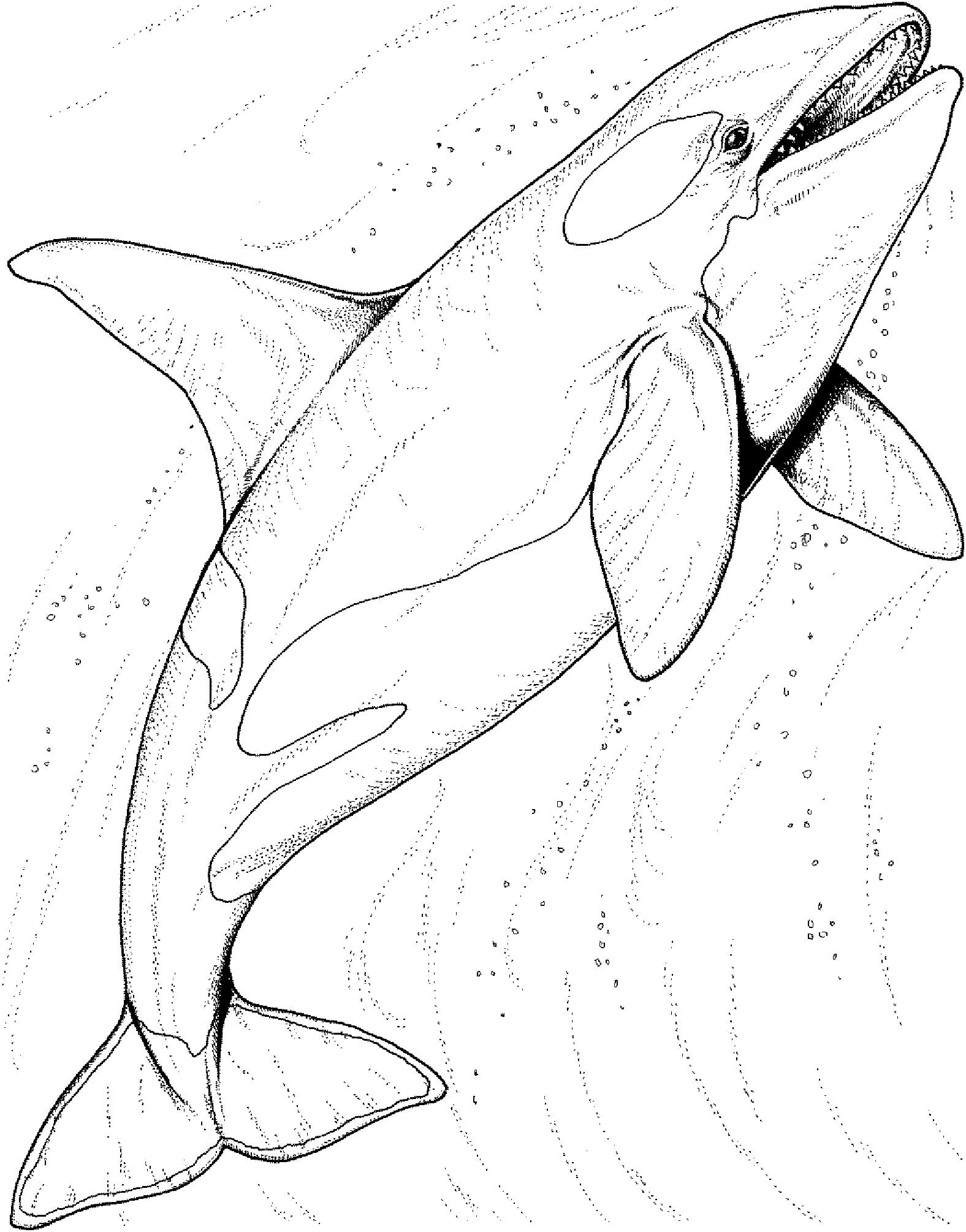 Mandala Whale Coloring Page - Sheet 4 Mandalas