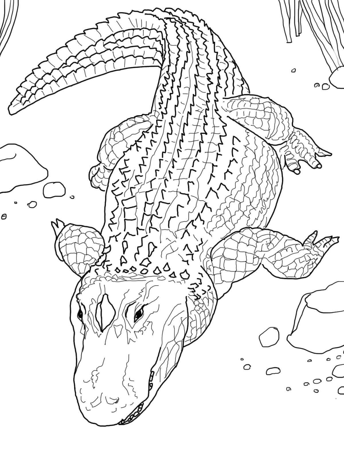 Coloriage Mandala: Crocodile Feuille 2 Mandalas