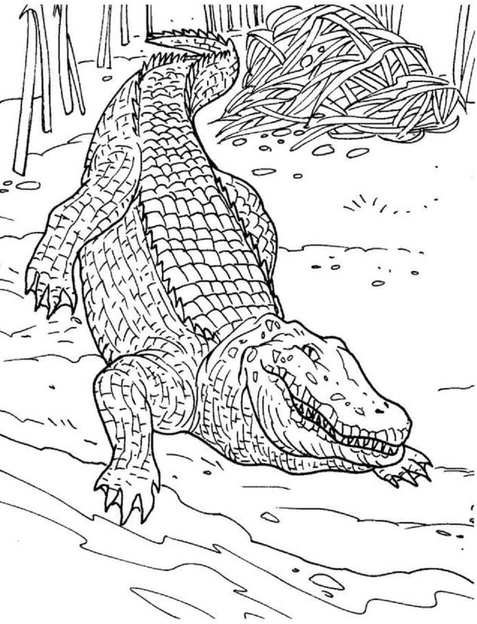 Coloriage Mandala Crocodile Mandalas