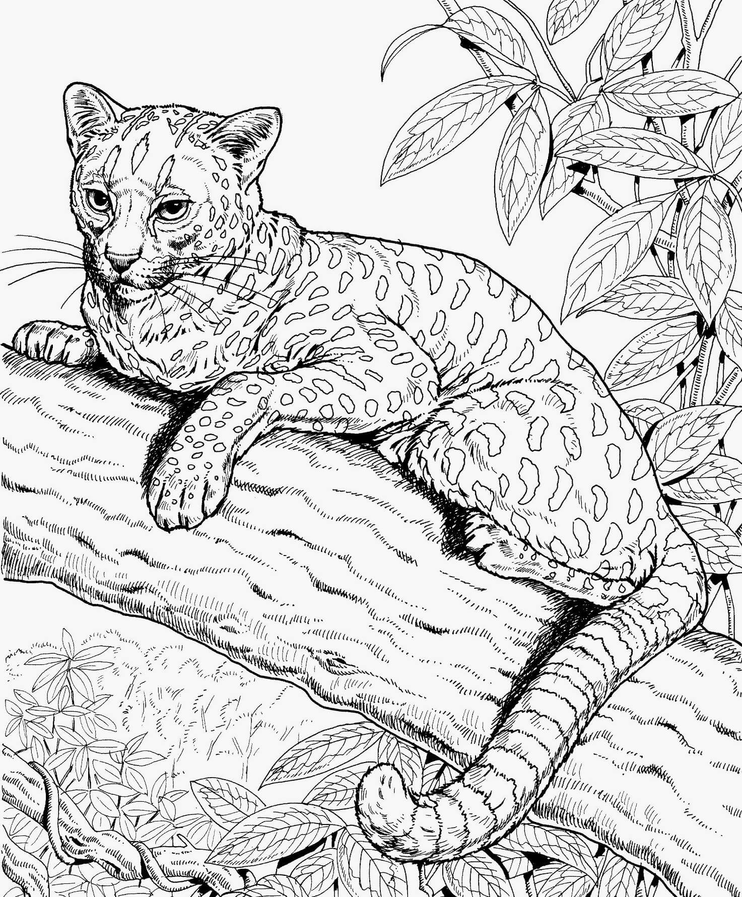 Coloriage Mandala: Guépard sur une branche d'arbre Mandalas