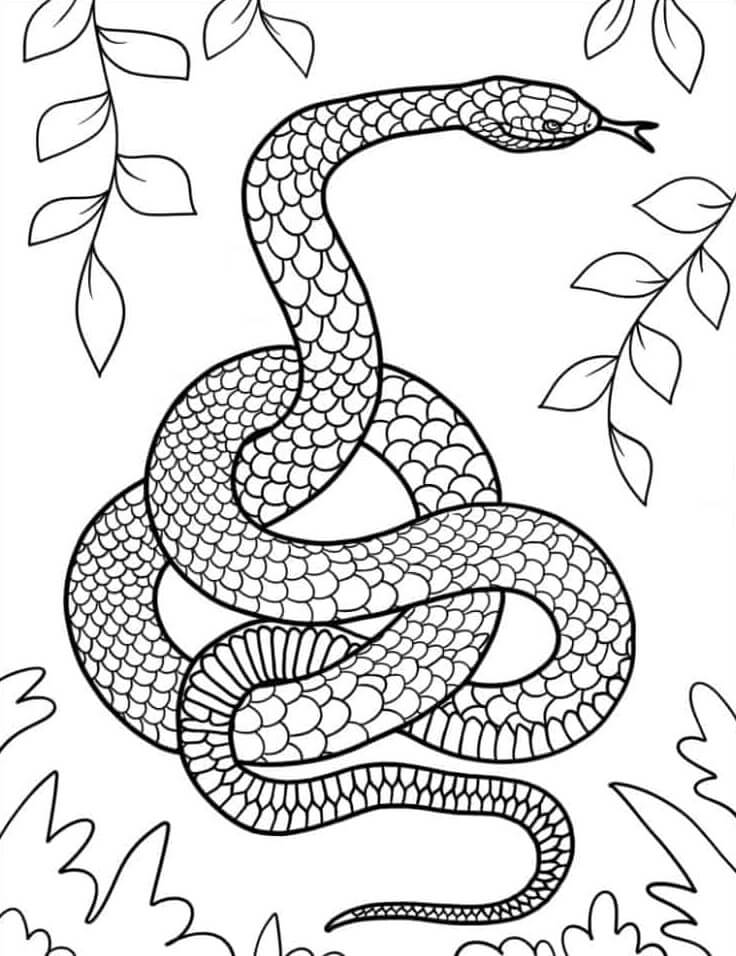 Coloriage Mandala Serpent Mandalas