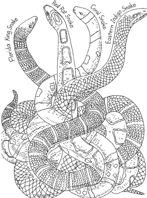 Coloriage Mandala: Serpent du Nouvel An chinois Mandalas